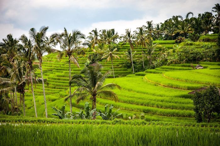 Campos de arroz de Jatiluwih. Ruta por Bali en 10 días