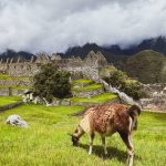 Cum iti organizezi excursia la Machu Picchu pe cont propriu